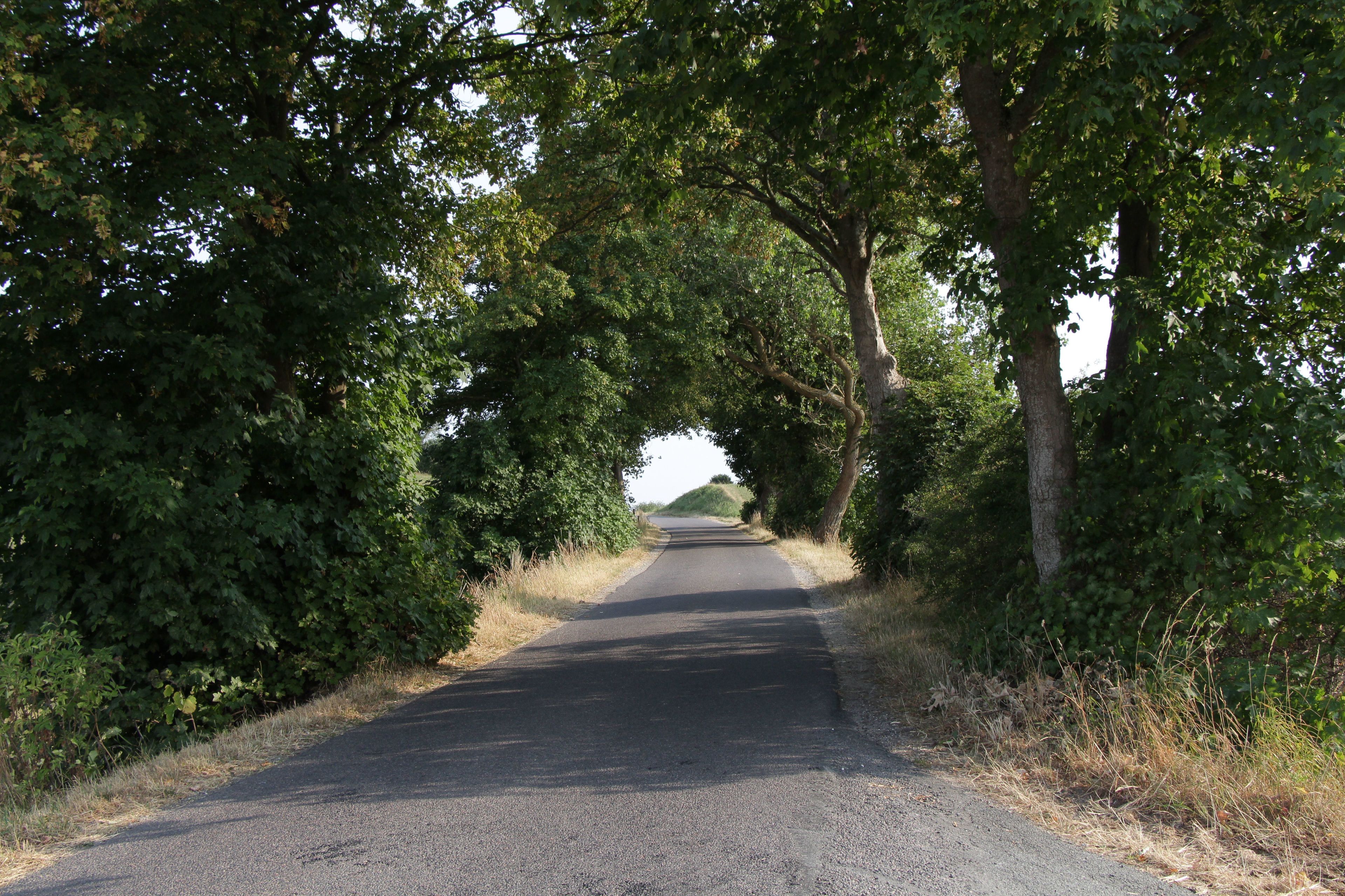 Un camino rural bordeado por árboles y vegetación densa.