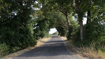 A rural road flanked by dense trees and vegetation.
