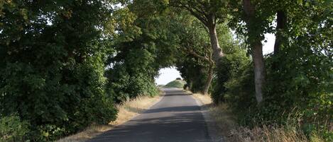 Un camino rural bordeado por árboles y vegetación densa.