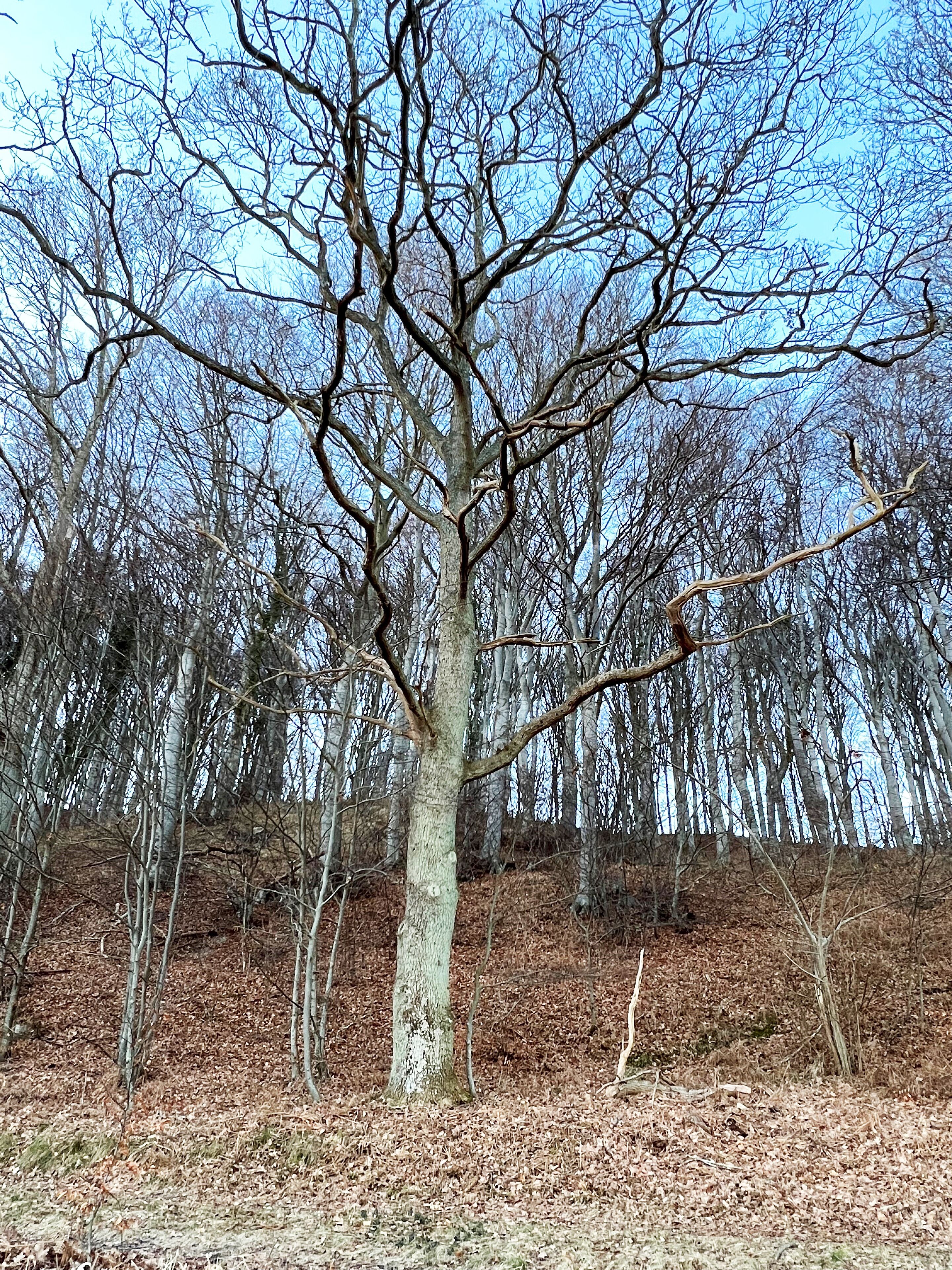 Un árbol sin hojas en un área boscosa con cielo despejado.