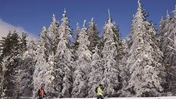 A snowy landscape with tall evergreen trees.