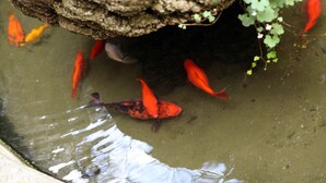 A koi pond with several orange koi fish swimming. - Hostel Pink Floyd (Rome)