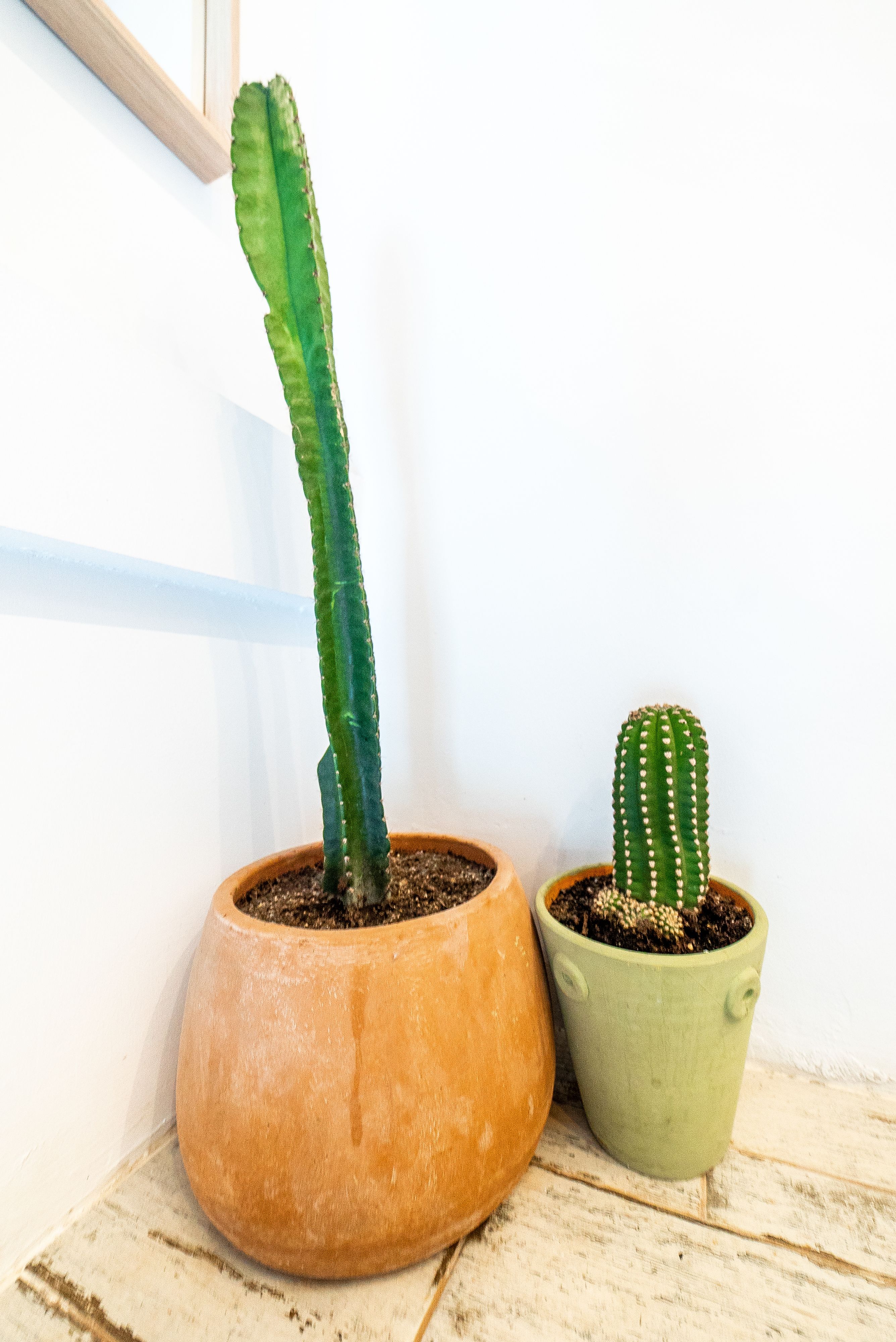 Two potted cacti on a wooden surface.