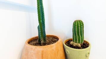 Two potted cacti on a wooden surface.