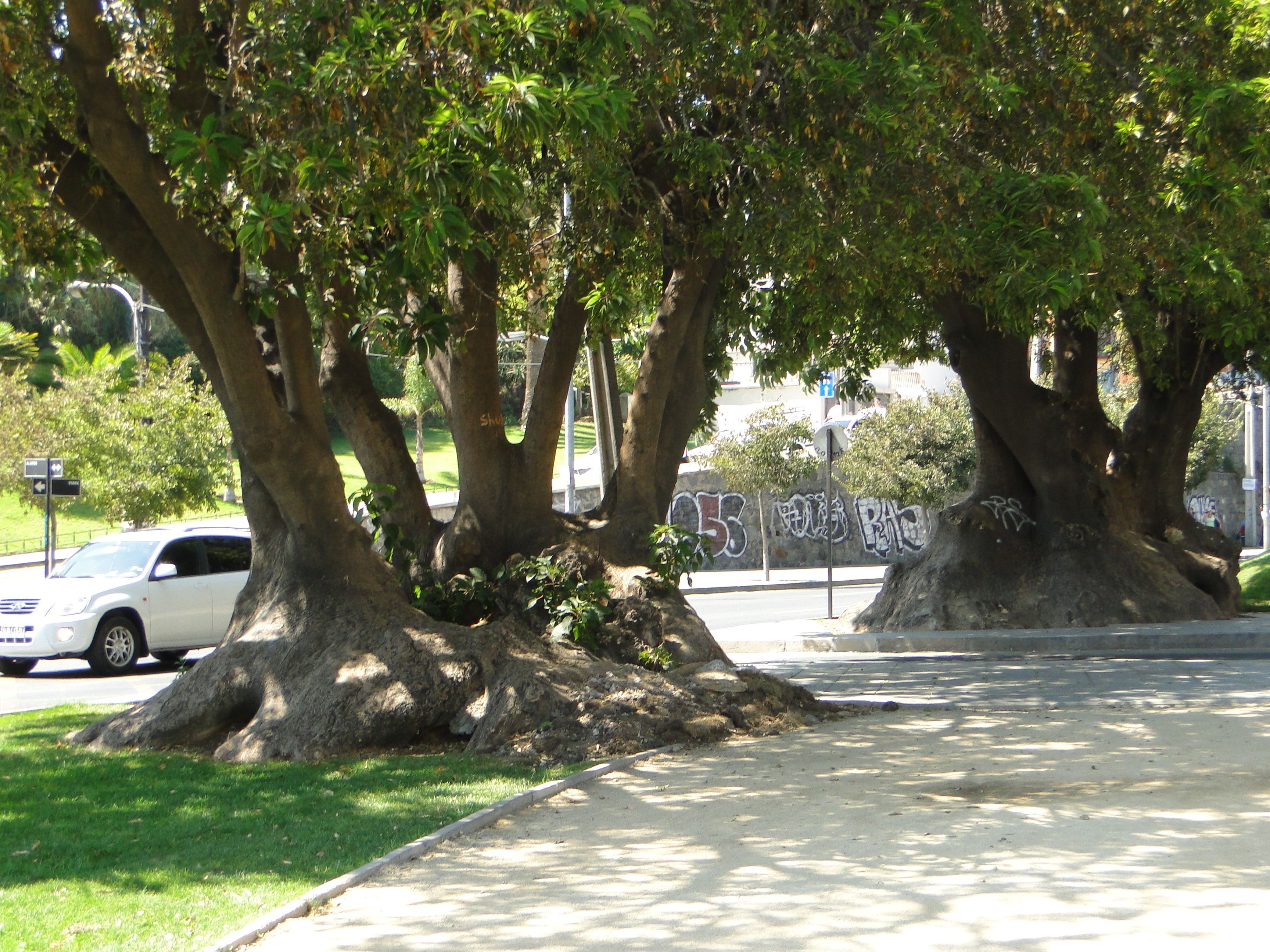 A sidewalk lined with large trees, a white car parked on the side, and a wall with graffiti.