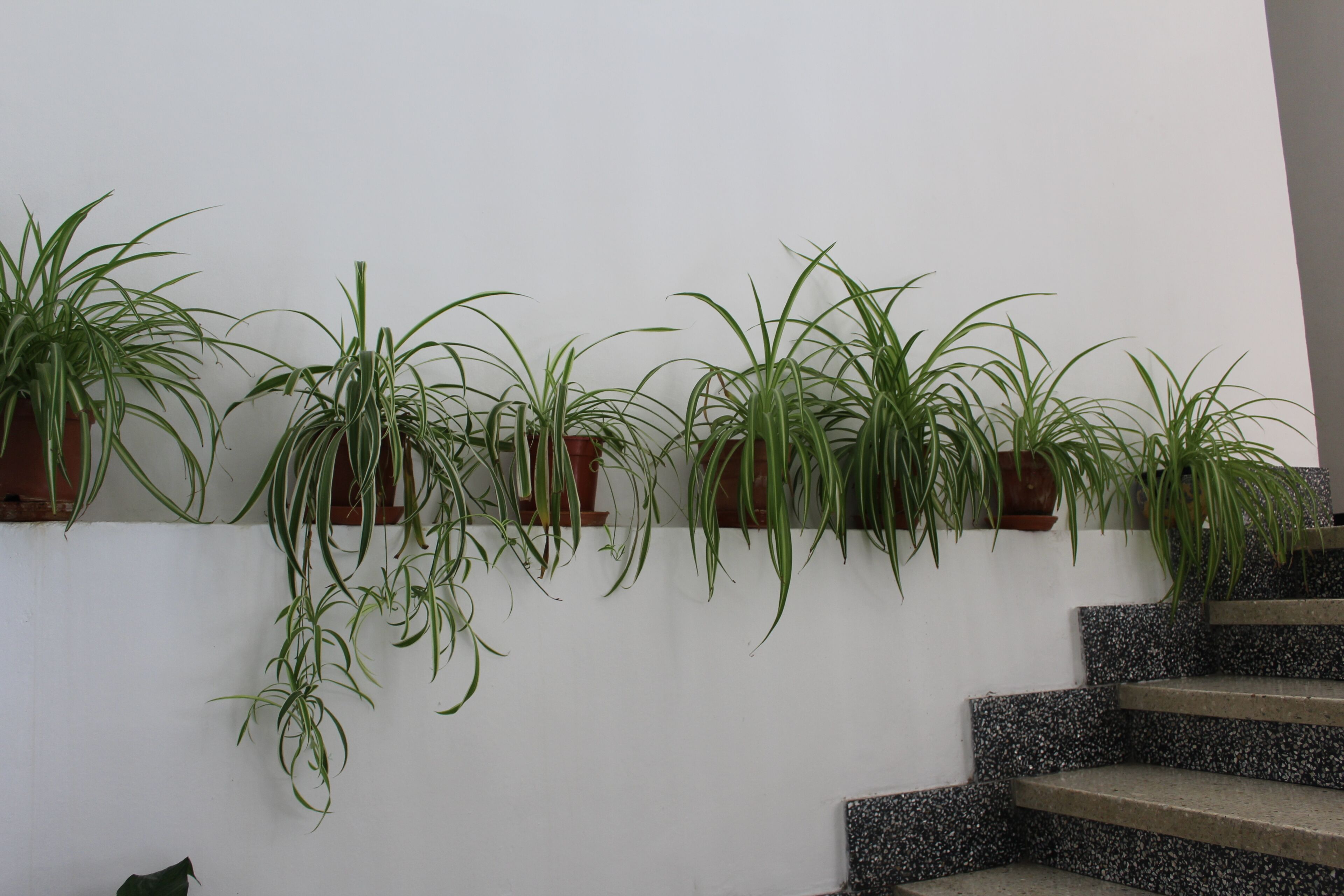 Una escalera con varios maceteros en la pared.