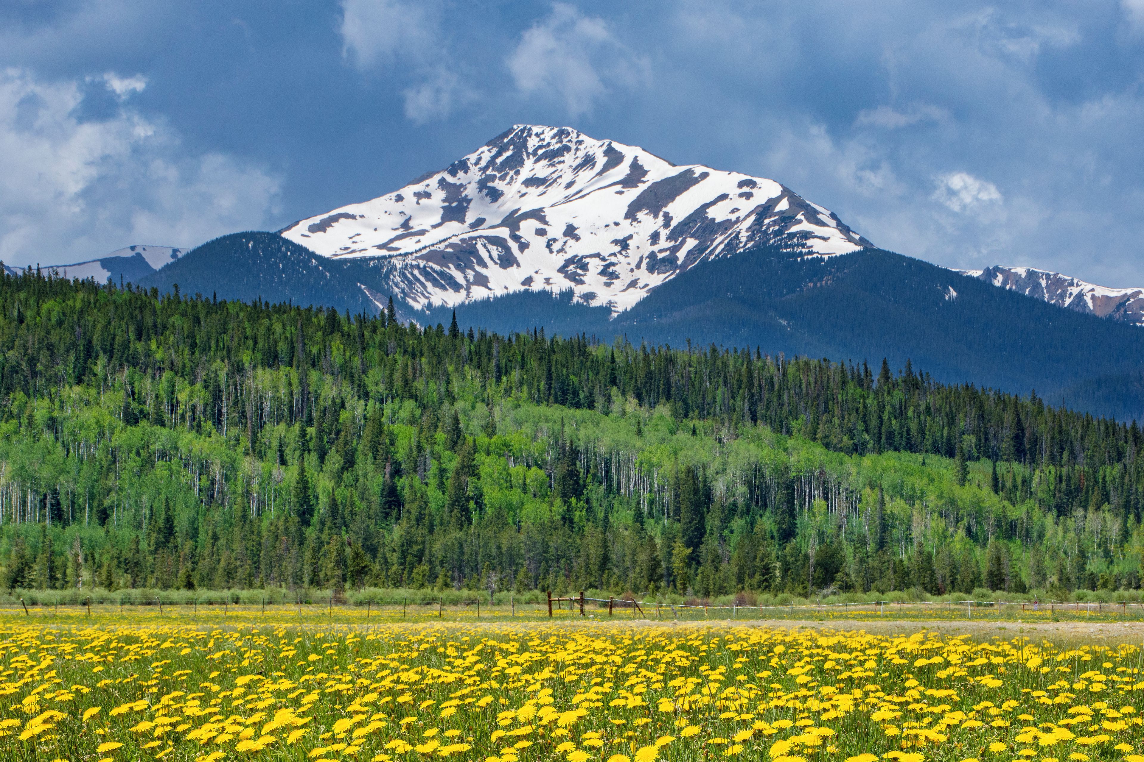 Une montagne aux sommets enneigés, une zone boisée et un champ de fleurs jaunes.