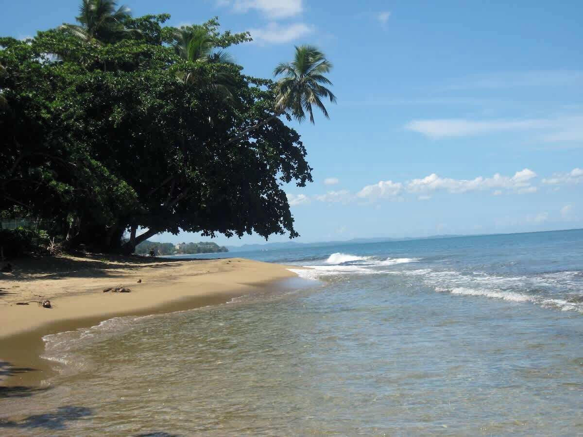 A beach with clear water, a sandy shore, and a large tree providing shade.