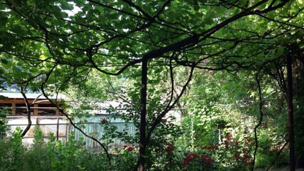 A lush garden with dense foliage and a wooden pergola structure. - Guest House Besarioni (Borjomi)