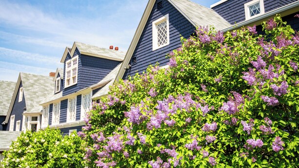 Una hilera de casas azules con marcos de ventana blancos y un árbol con flores moradas en primer plano.