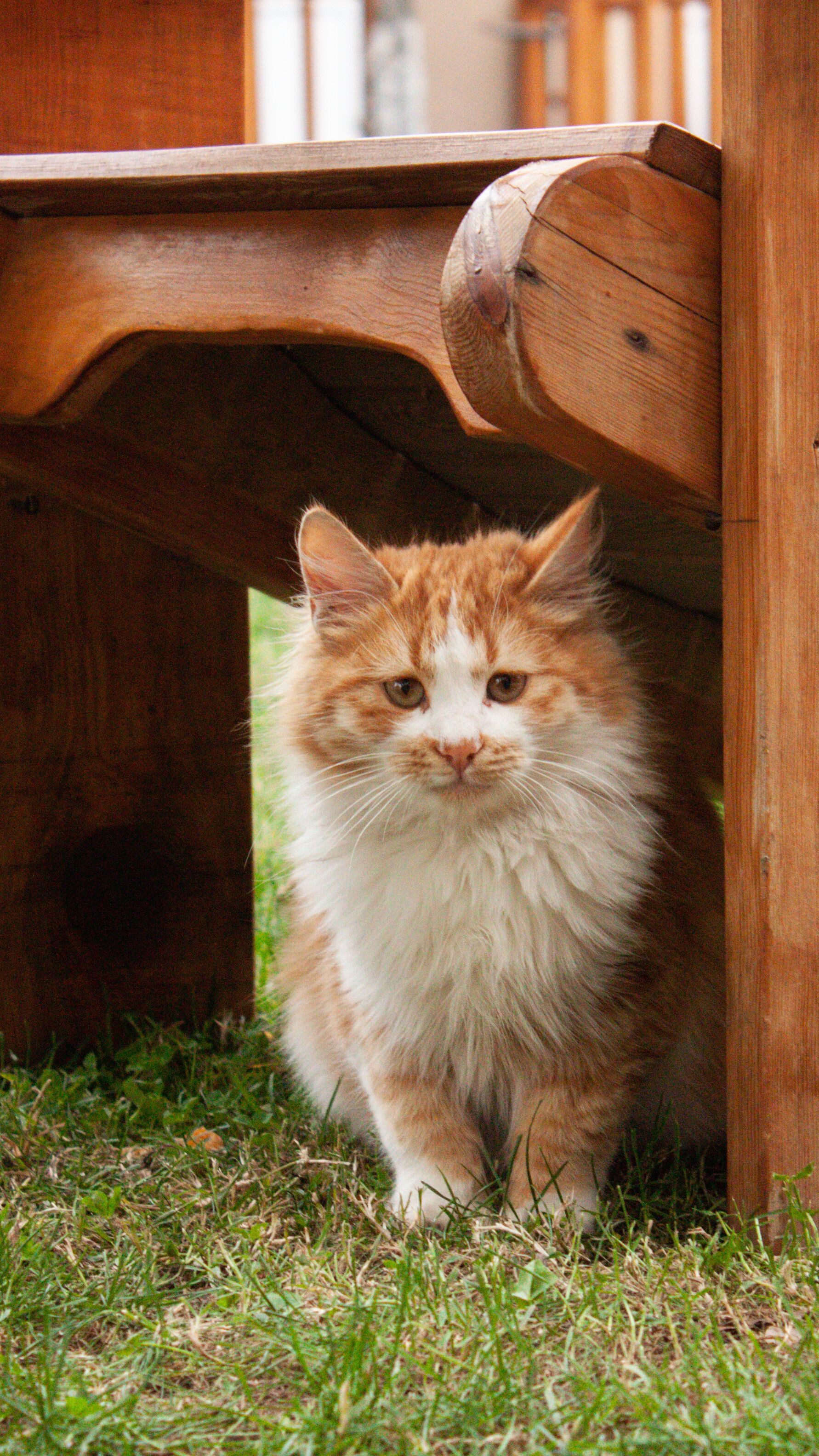 A fluffy orange and white cat under a wooden bench.