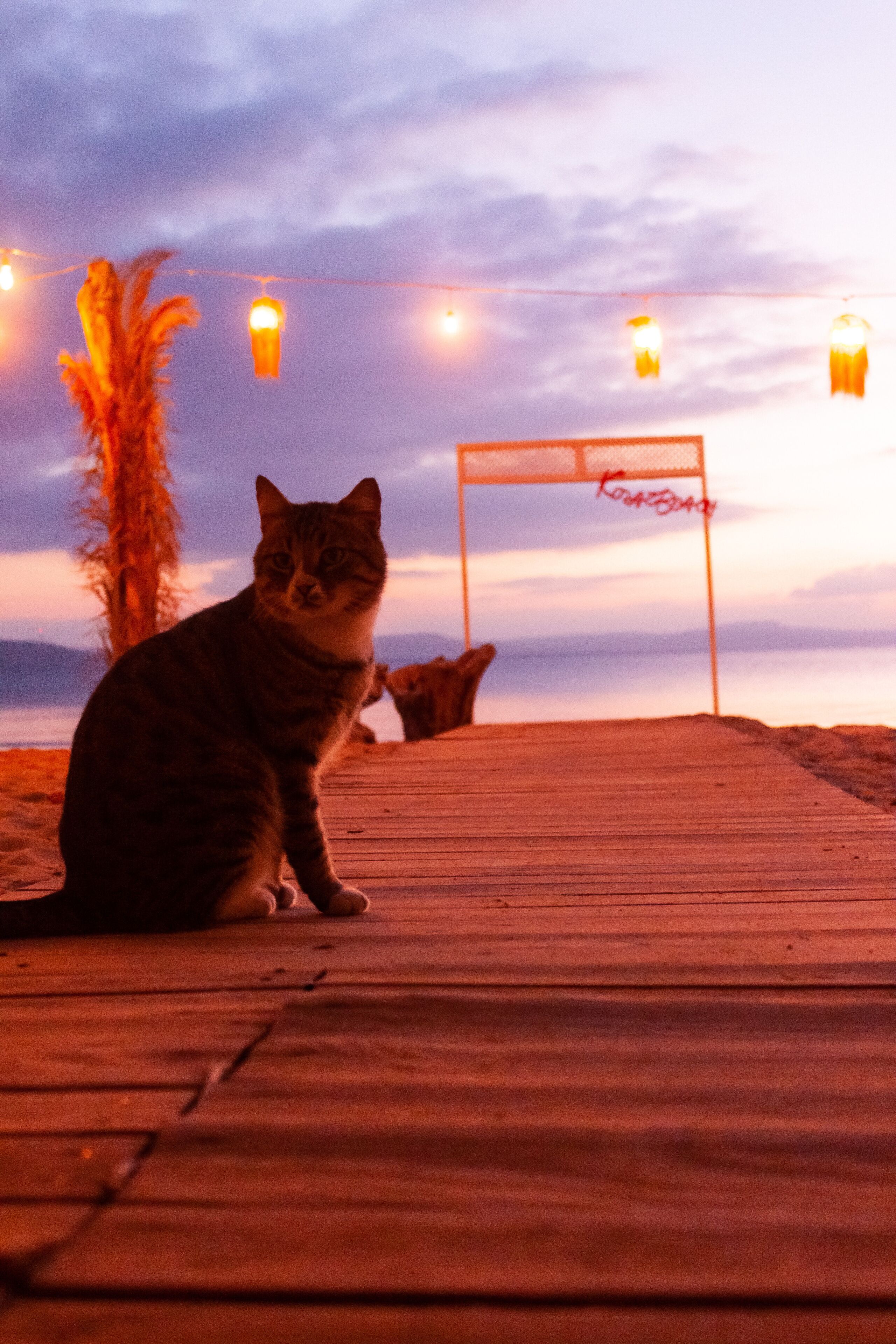 Un gato sentado en una cubierta de madera, con una playa y el océano al fondo.