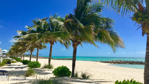 A beach with palm trees, a sandy path, and a view of the ocean.