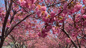 Un sentier bordé de cerisiers en fleurs.
