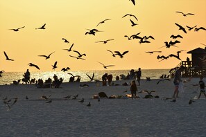 Une scène de plage avec des personnes et des oiseaux au coucher du soleil.