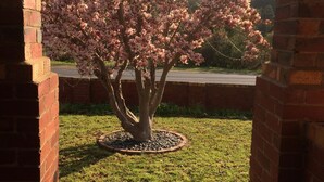 Un albero con fiori rosa in un aiuola di pietra circolare, circondato da un muro in mattoni.