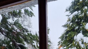 A snowy outdoor scene through a window, including a snow-covered lawn, a wooden bench, and a large evergreen tree.