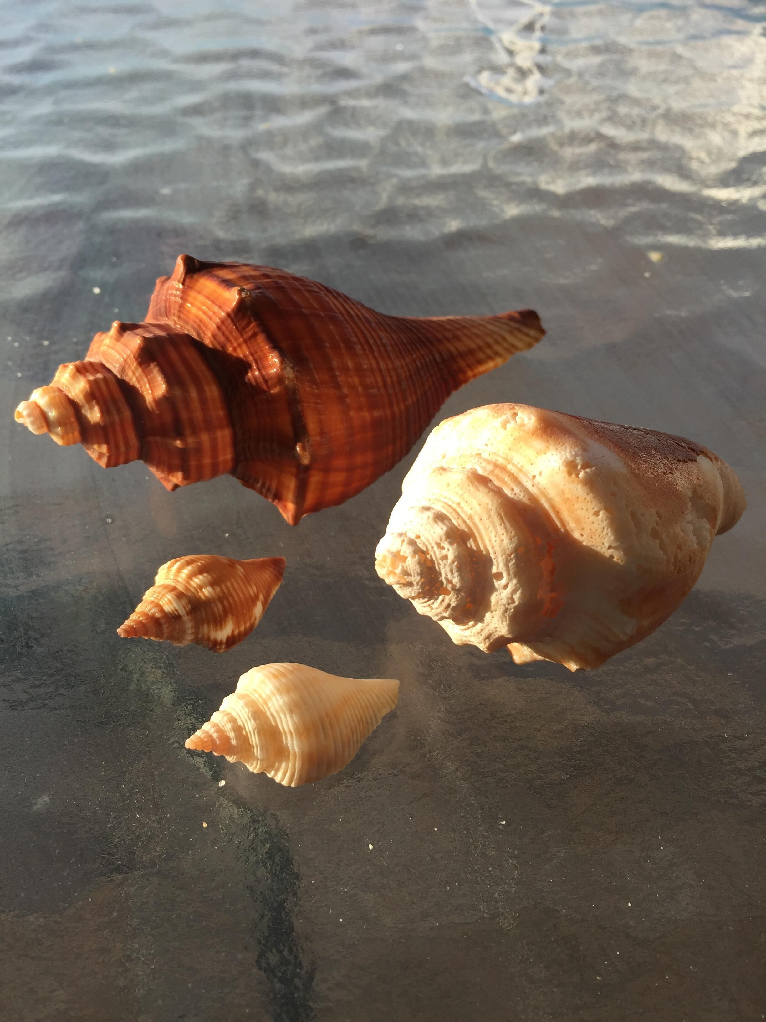 Un gros plan de différentes coquilles de mollusques sur une surface humide.