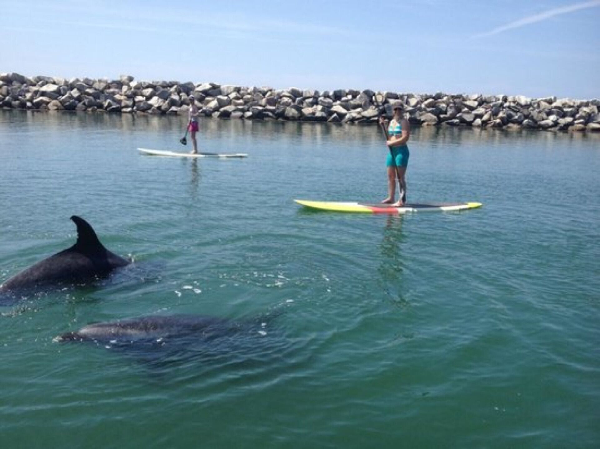 Une personne se tient debout sur une planche à pagaie dans une eau calme, avec un dauphin à proximité et une côte rocheuse en arrière-plan.