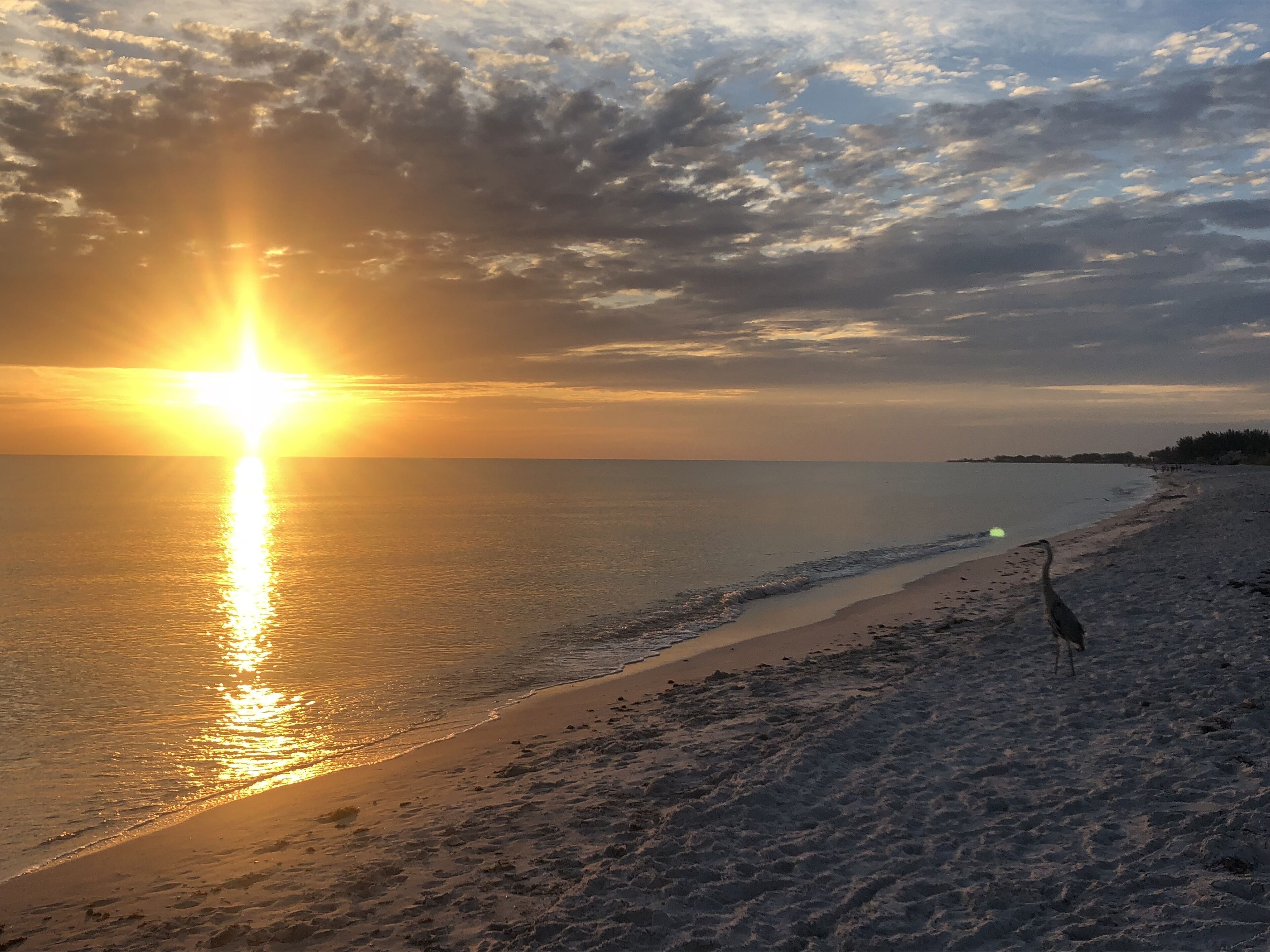 A beach with a sunset, a bird on the sand, and a calm sea.