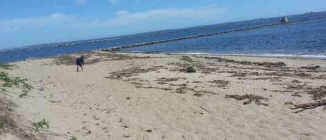 Playa en los alrededores y camastros