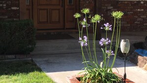 A brick house with a wooden front door, a window, and a flower bed with purple flowers. - Ranch Home On 3 Acres, Tucked Under The Oak Trees With Views Of The Mountains. (Atascadero)