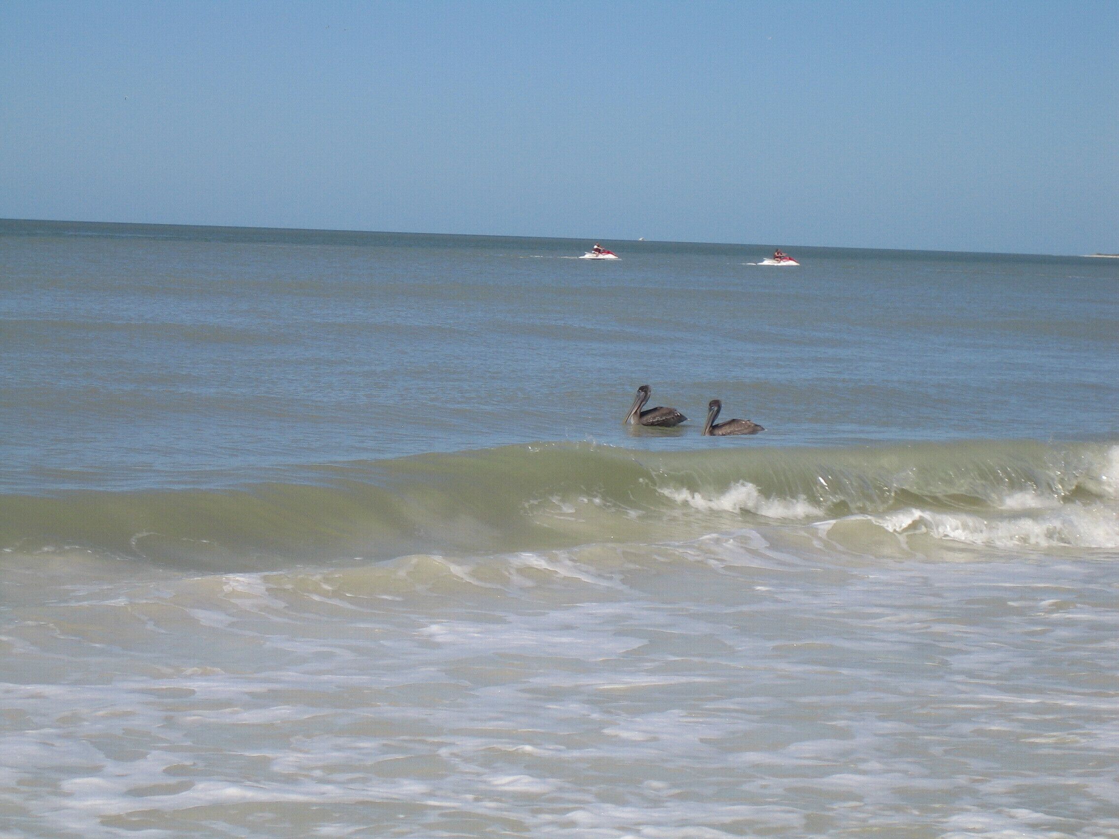 Une scène de plage avec deux pélicans nageant dans l’eau et deux jet-skis au loin.