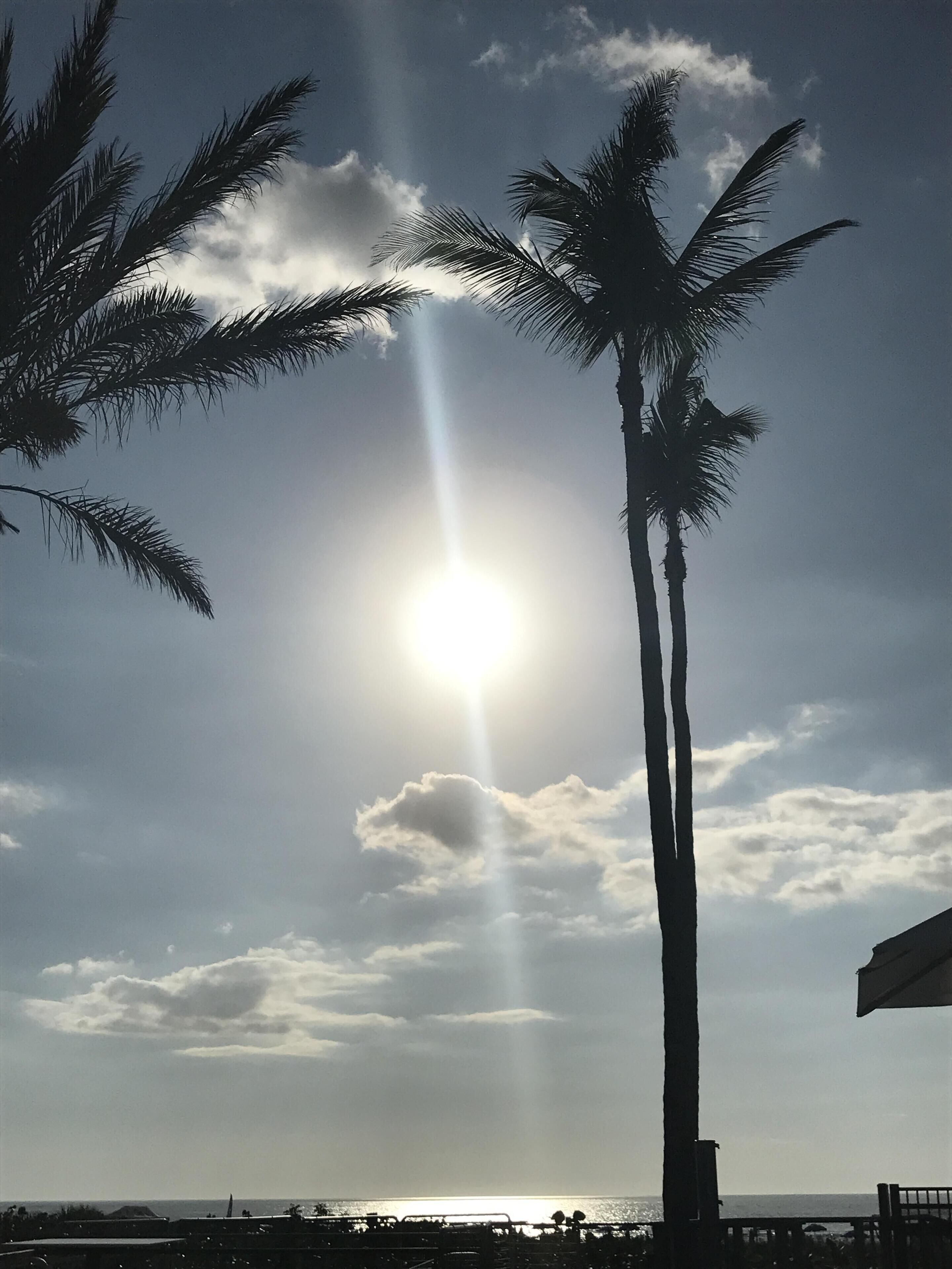 Escena de playa con palmeras y el sol.