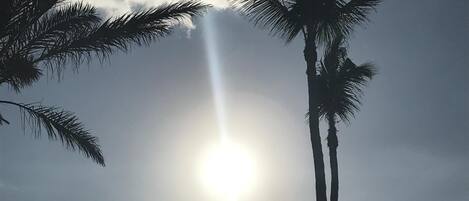 Escena de playa con palmeras y el sol.