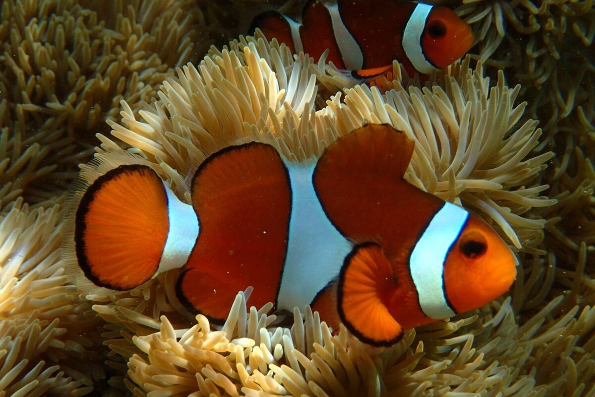 Clownfish among sea anemones.