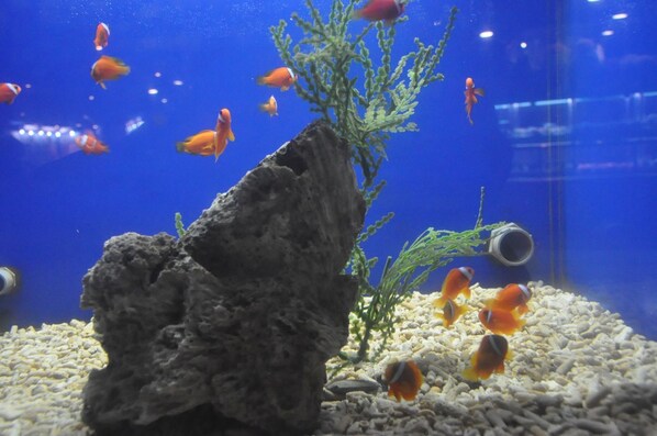 An aquarium with various fish, a rock, and aquatic plants. - MG Hotel - St. Michael's Cathedral, Qingdao (Qingdao)