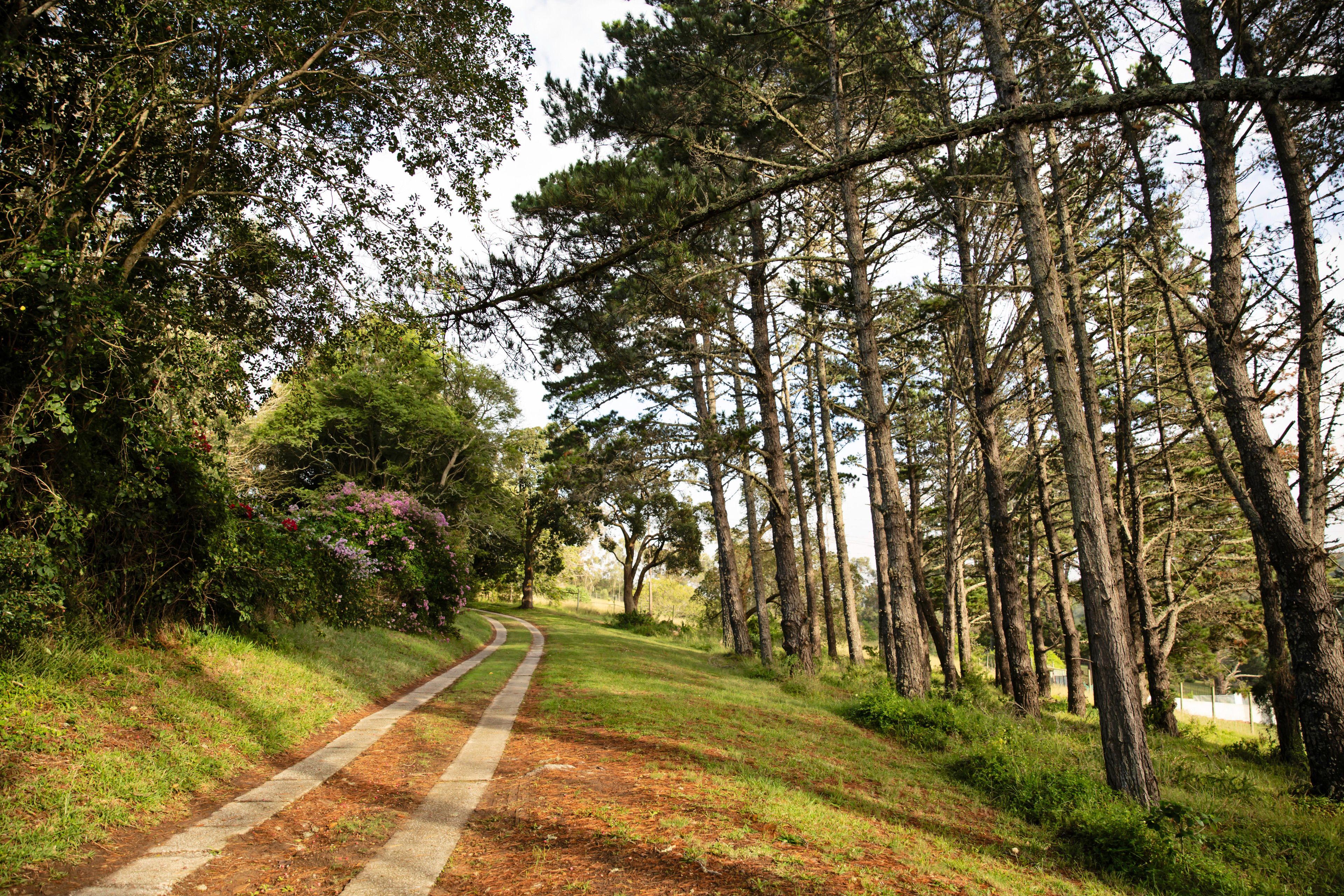A rural road flanked by tall trees and greenery.