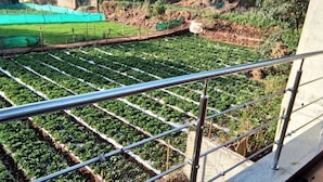 Un invernadero con hileras de plantas, una baranda metálica y un sendero de tierra.