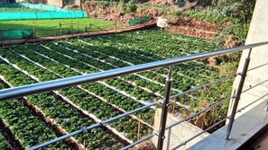 Suite, 1 soverom | Utsikt fra rommet