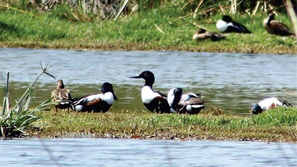 A group of ducks on a calm water body with grassy banks. - The Grand Inn (Mysore)