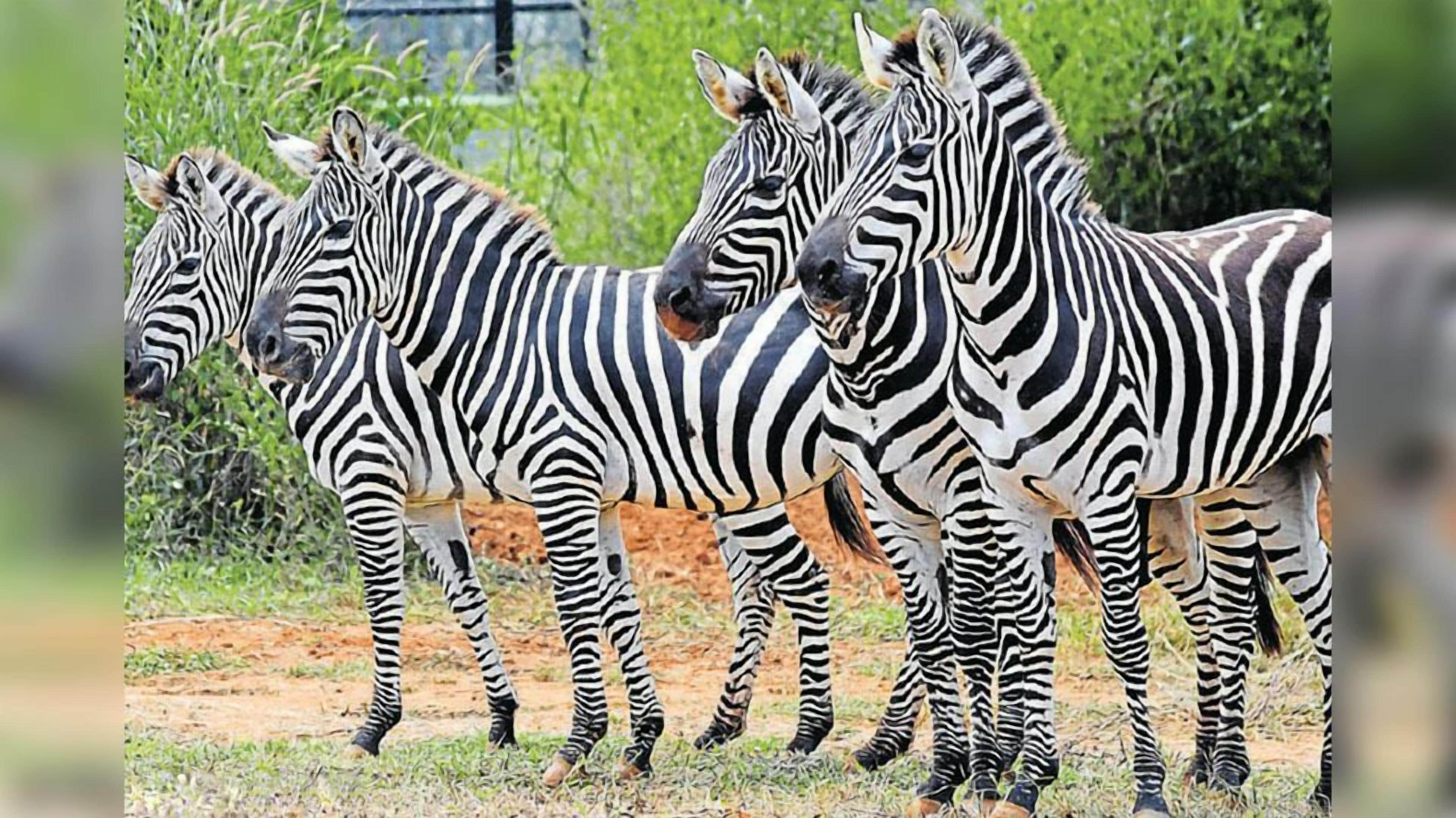 A group of zebras standing in a natural setting with greenery in the background.