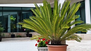 Outdoor dining - Hotel Alcor (Constanta)