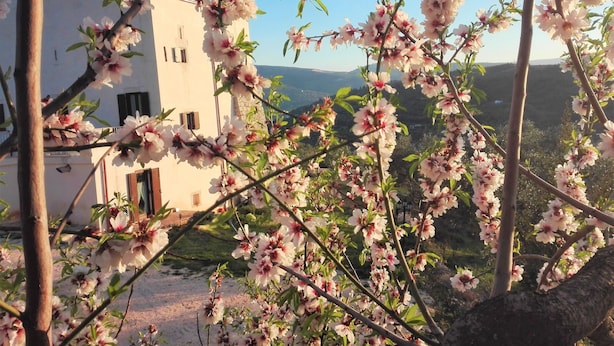 Un bâtiment à la façade blanche et aux nombreuses fenêtres, entouré d’arbres en fleurs.