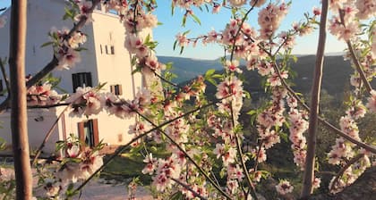 Torre Bruno