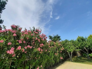 Jardin