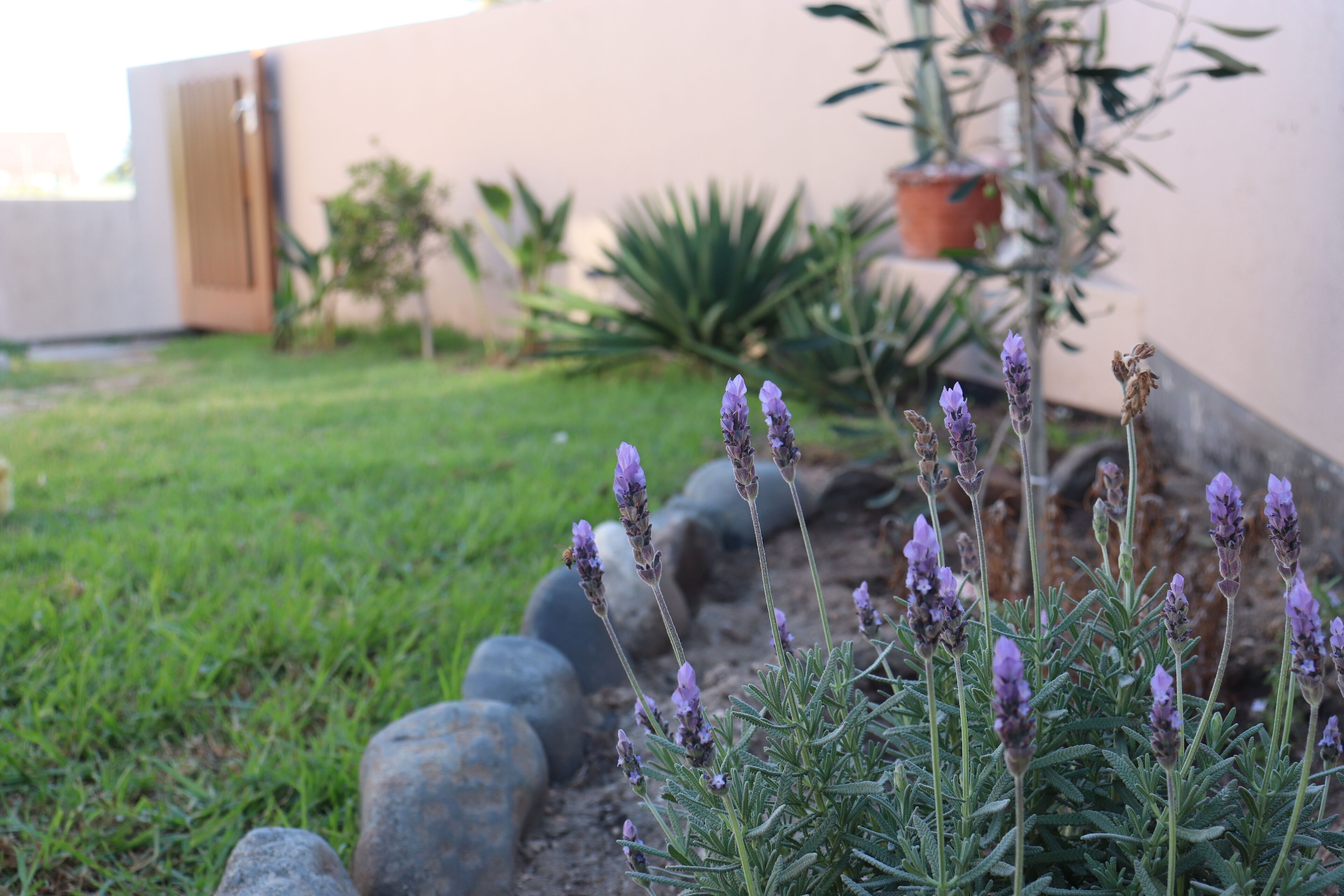 Un jardí amb plantes de lavanda i una planta en testos al fons.