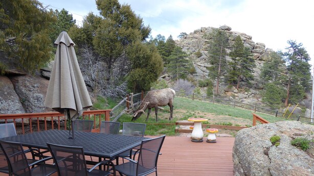 A patio with a table and chairs, a rock with a small plant, and a deer in the background. - Mountain Views, 2 Peaceful Acres, Game Rm, hispeed WiFi, A/C, Comfy Beds 3279 (Estes Park)