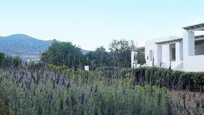 A modern building with a white facade, surrounded by a field of lavender. - Golden Sand Paros (Paros)