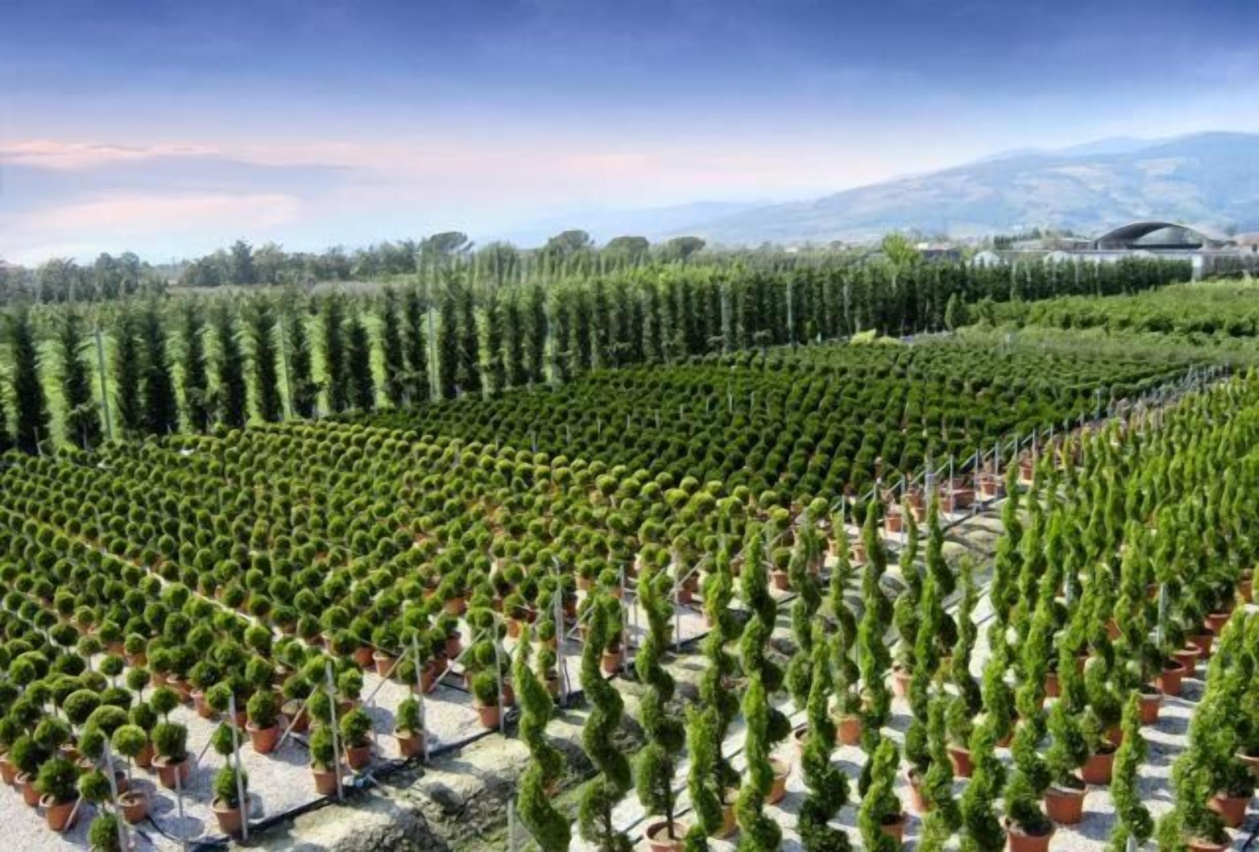 A greenhouse with rows of potted trees.