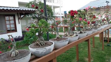 Várias plantas em vasos com raízes visíveis, dispostas em um banco de madeira numa área de jardim.