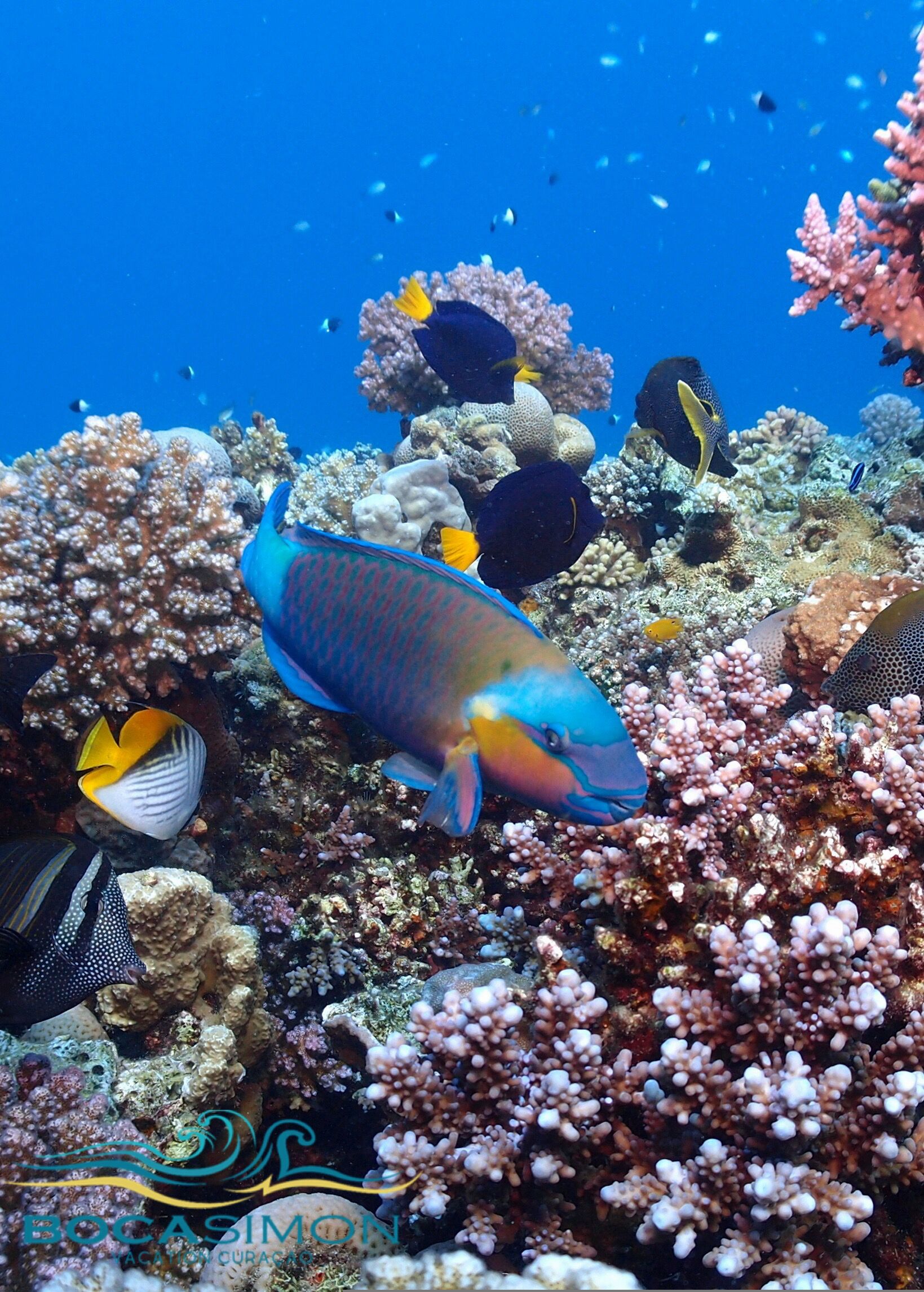 Foto - Boca Simon Vacation Curacao