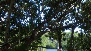 A pathway leading to a body of water, surrounded by trees and a wooden deck.