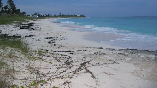 A beach with white sand, some vegetation, and a calm sea.