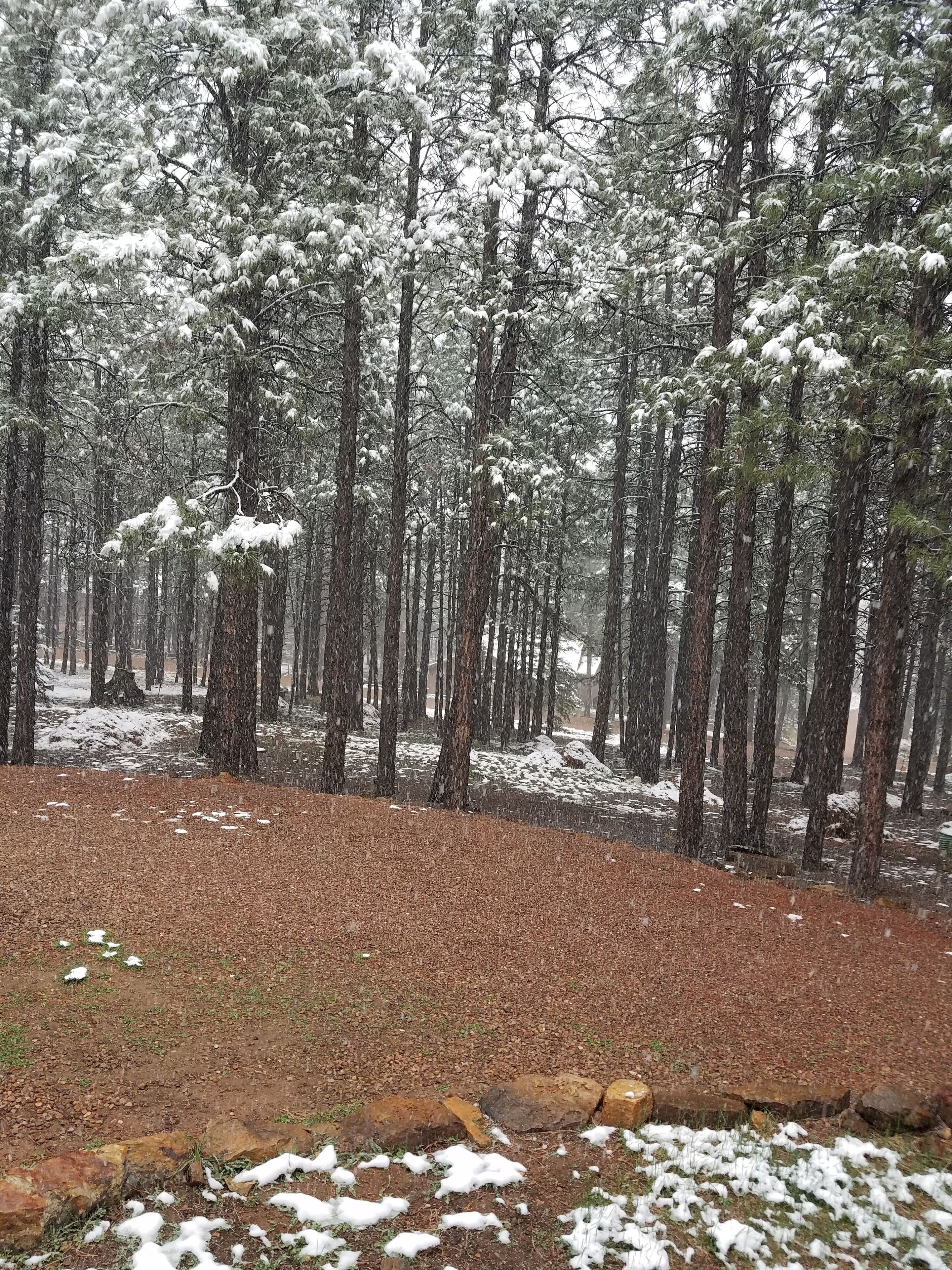 A forest with tall trees and a ground covered in snow.