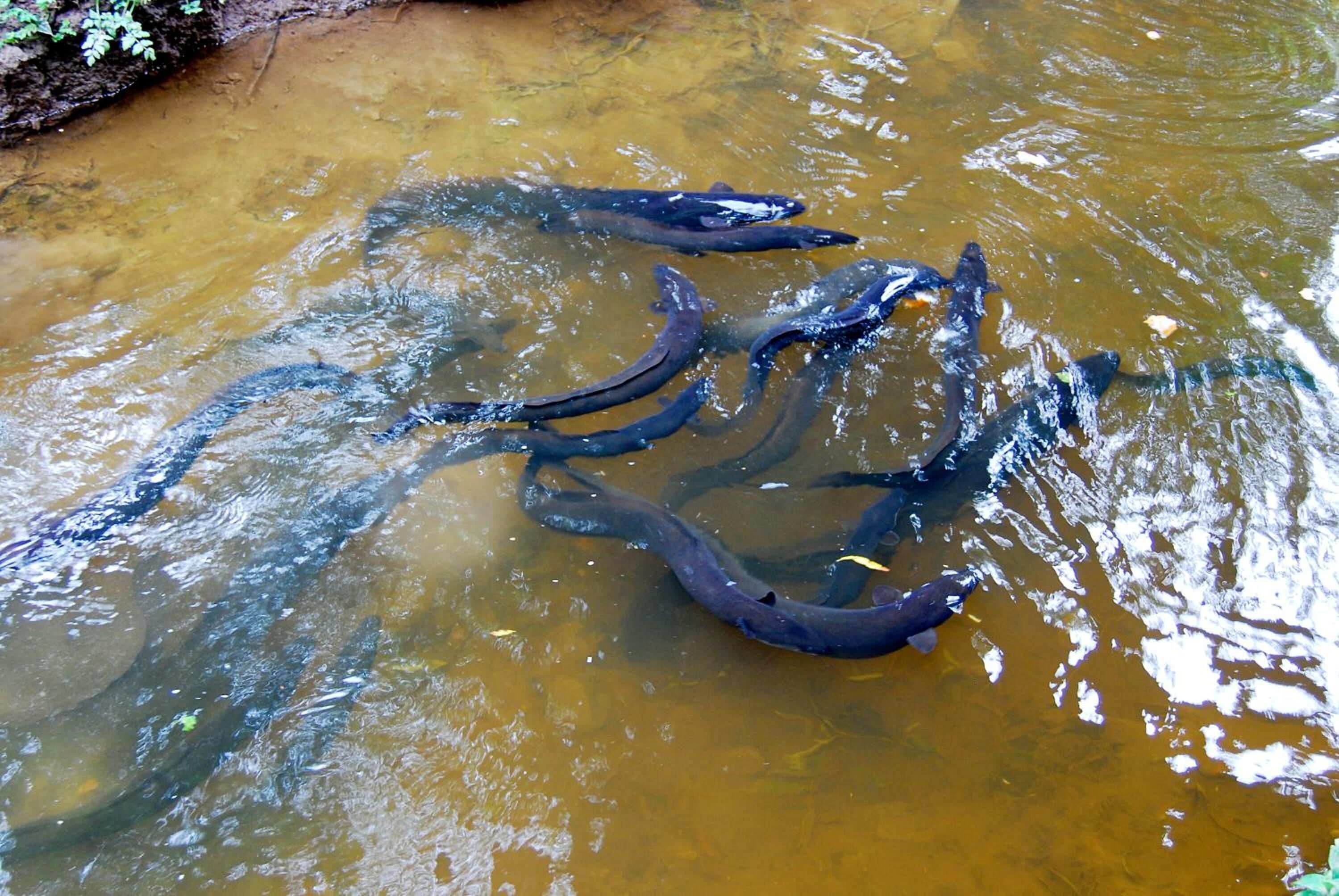 Un arroyo con varios peces de color oscuro nadando.